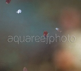 Copepodes 01