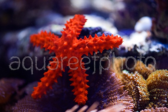 Echinaster echinophorus 001