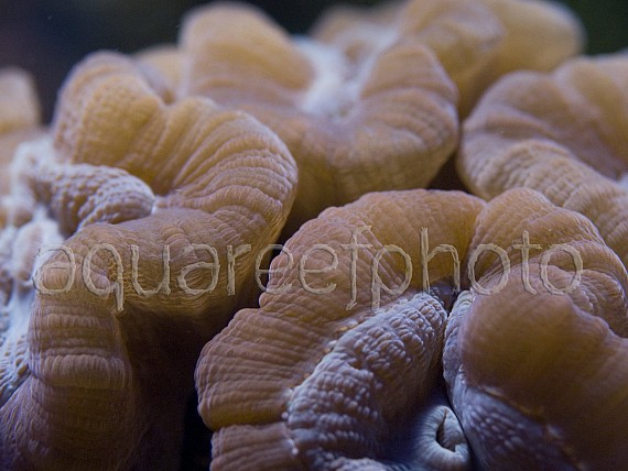 Caulastrea echinulata 04
