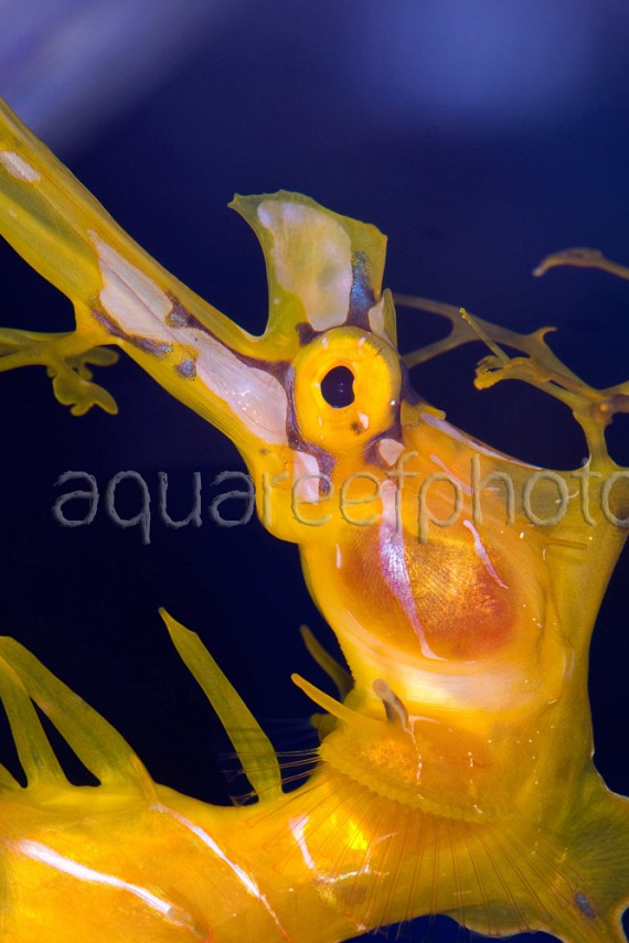 Phycodurus eques 04