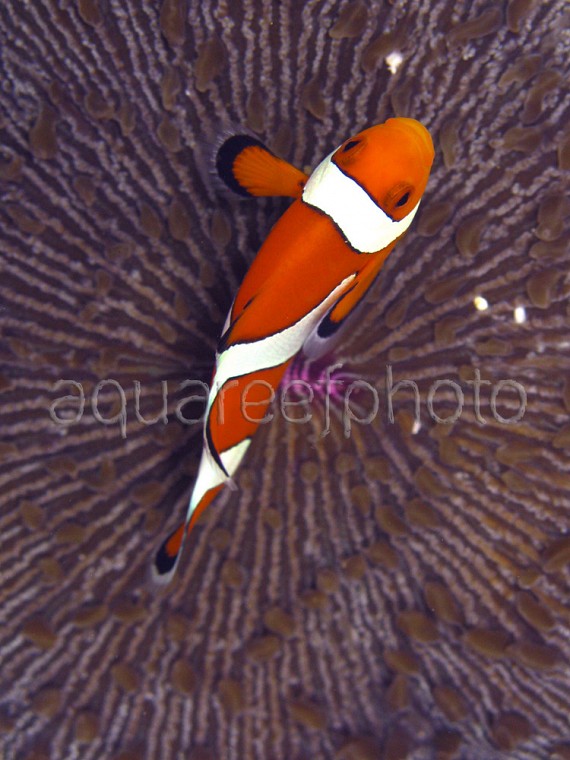 Amphiprion ocellaris 06