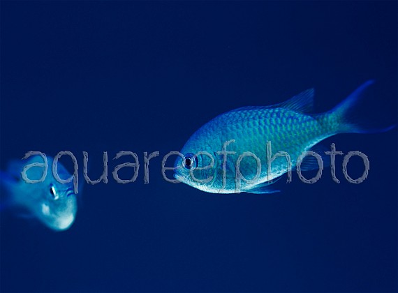 Chromis viridis 01