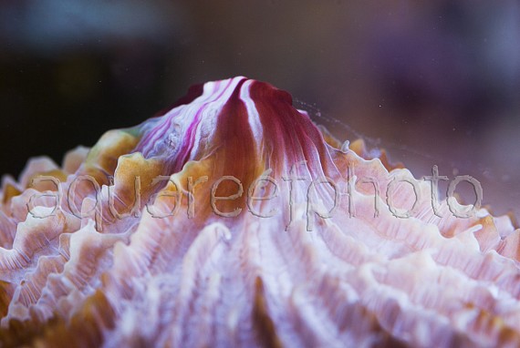 Fungia spinifer 01