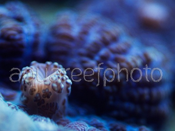 Rhodactis inchoata 01