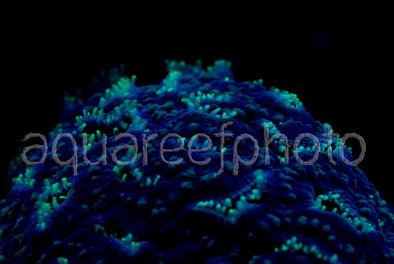 Oulophyllia actinique