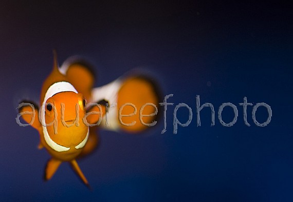 Amphiprion ocellaris 01