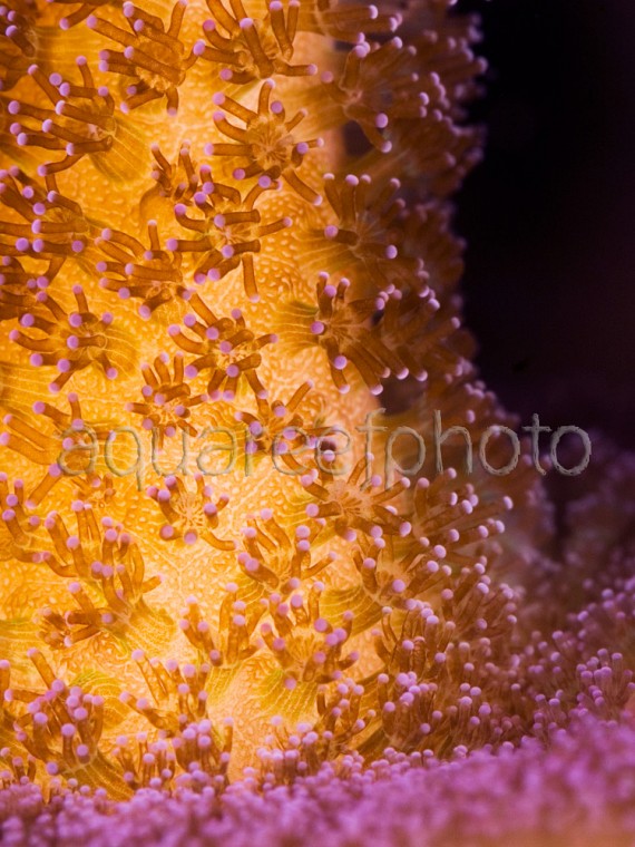Stylophora pistillata 01