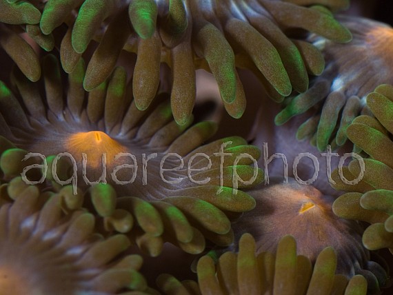 Zoanthus 02