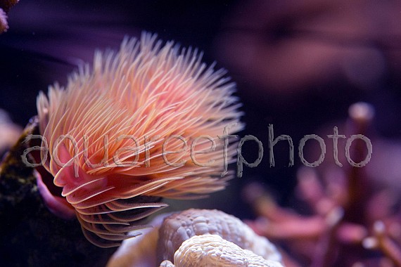 Protula bispiralis 01