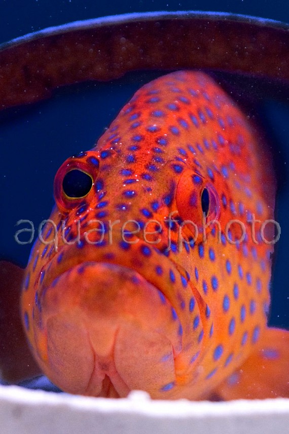 Cephalopholis miniata 02
