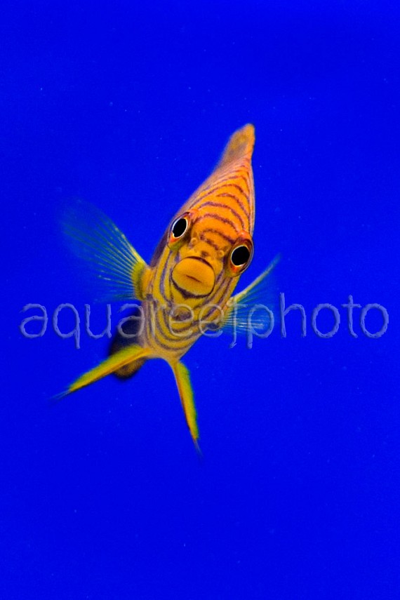 Centropyge potteri 10
