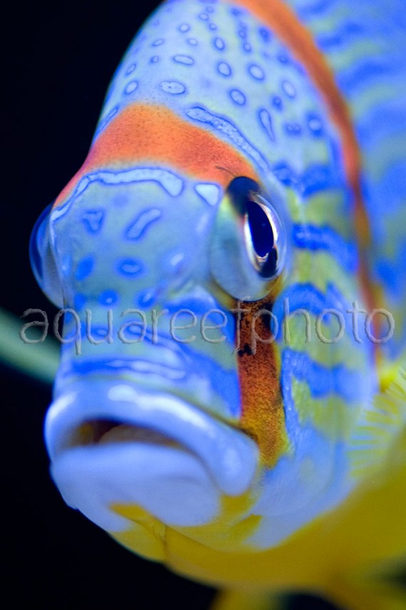 Symphorichthys spilurus 06