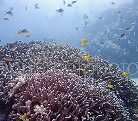 Wild Reef – Australia GBR 01