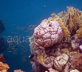 Red Sea 01