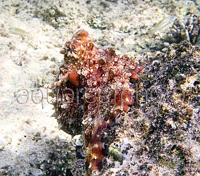 Octopus cyaneus 01