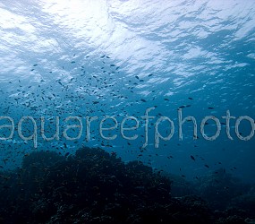 Underwater 01