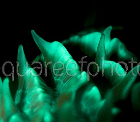 Fungia spinifer 03