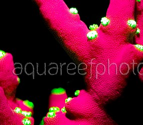 Acropora tricolor Fluolight