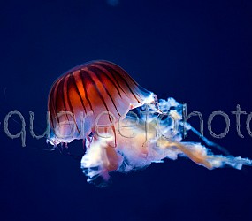 Chrysaora jellyfish 01
