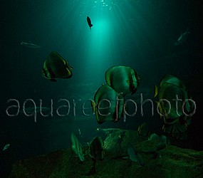 Deep aquarium display 01