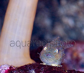 Eumicrotremus spinosus 01