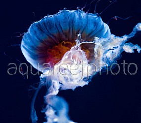 Chrysaora jellyfish 04