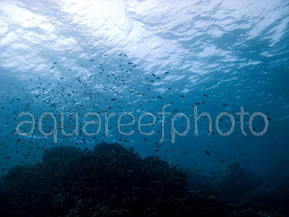 Underwater 01