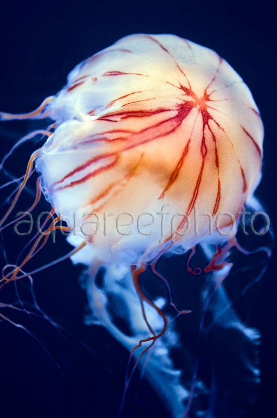 Chrysaora jellyfish 02