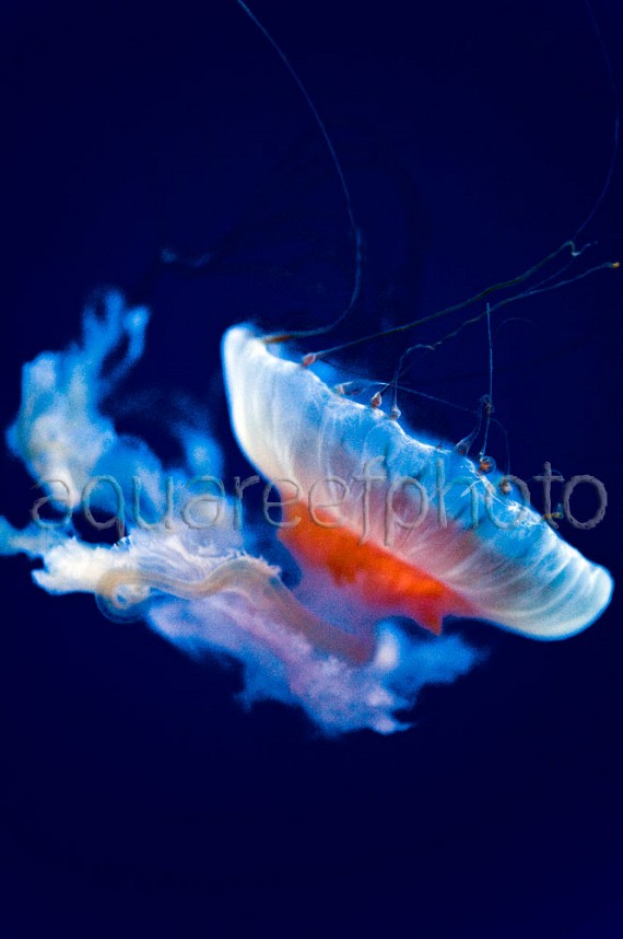 Chrysaora jellyfish 03