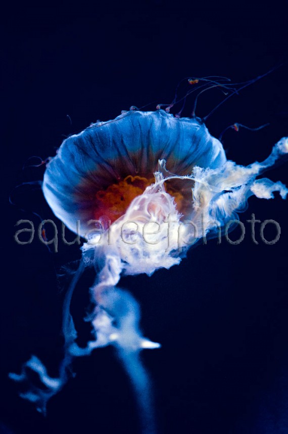 Chrysaora jellyfish 04