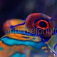 Synchropus splendidus 01