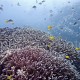 Wild Reef – Australia GBR 01