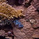 Tridacna maxima & Porites 01