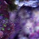 Echinopora lamellosa 01