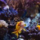Pseudanthias squamipinnis 04