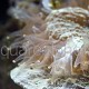 Scolymia vitiensis 01
