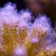 Pocillopora damicornis 01