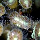 Caulastrea furcata 02