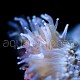 Lobophyllia hemprichii 01