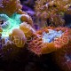 Blastomussa wellsi 01