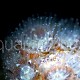 Acanthastrea lordhowensis 05
