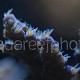 Acropora tenuis 02