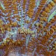 Rhodactis inchoata 02