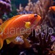 Pseudanthias squamipinnis 01