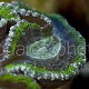 Lobophyllia corymbosa 01