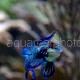 Synchiropus splendidus 16