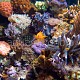 Pseudanthias squamipinnis 05