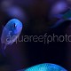 Chromis viridis 03