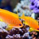 Pseudanthias squamipinnis 06