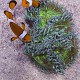A. ocellaris et C. jardinei